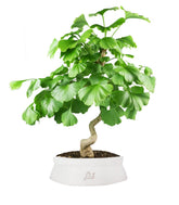 Ginkgo