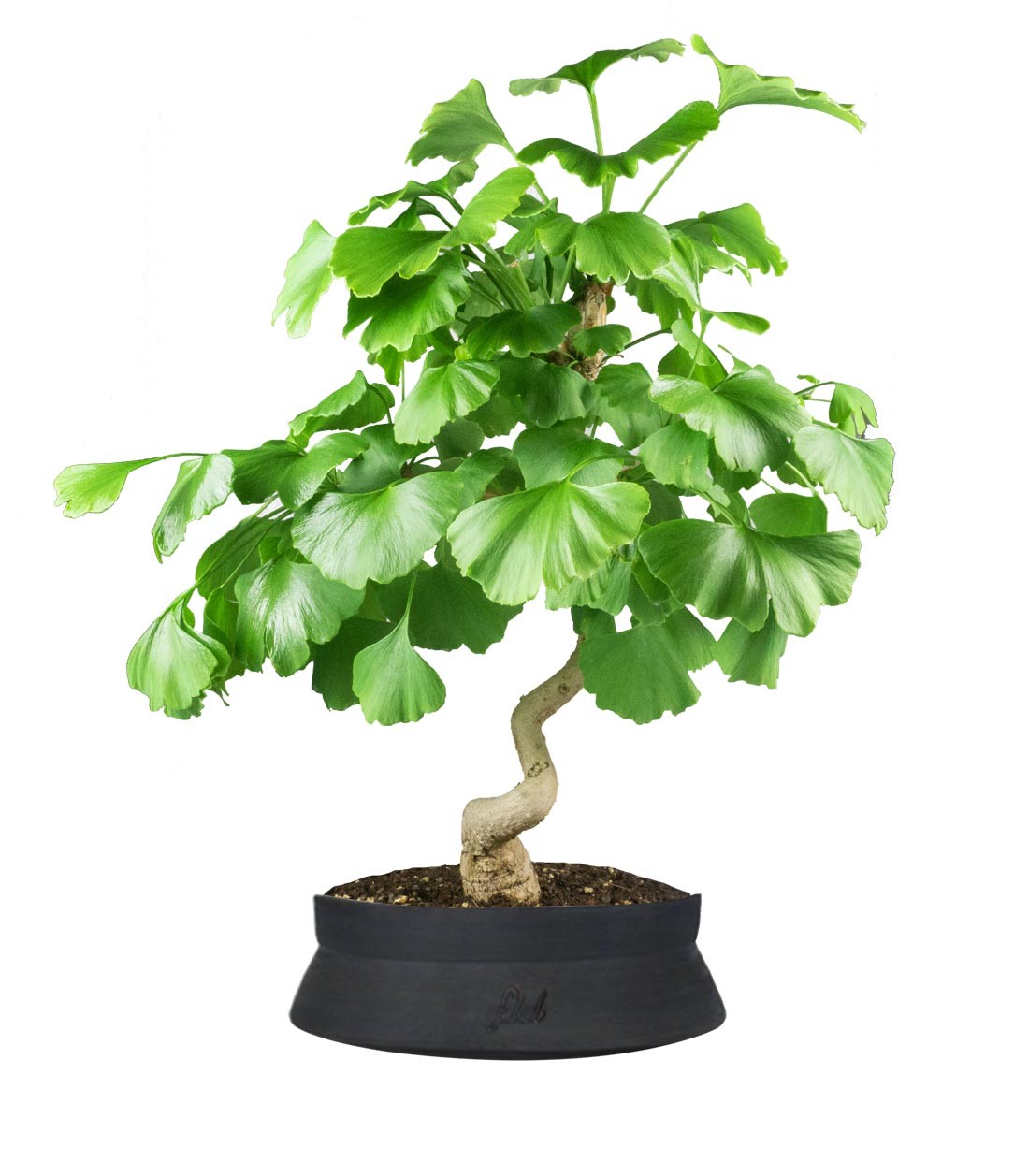 Ginkgo