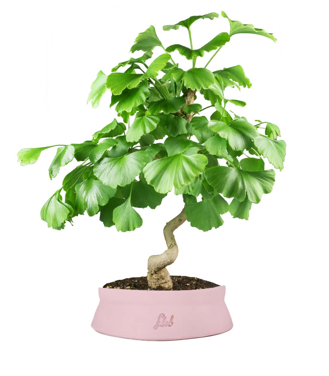 Ginkgo