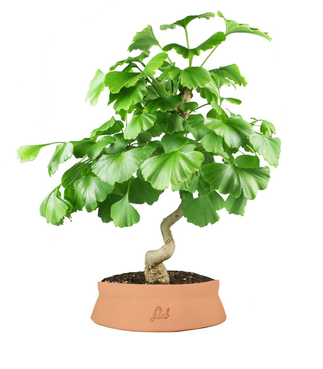 Ginkgo