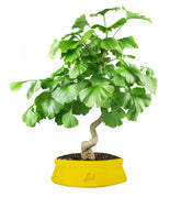 Ginkgo
