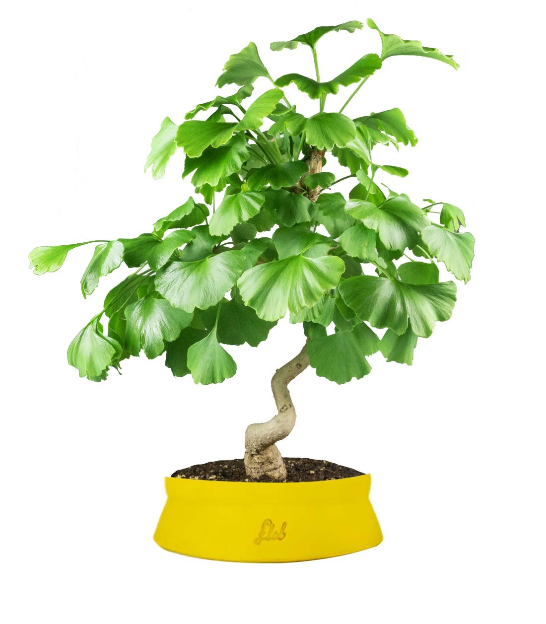 Ginkgo