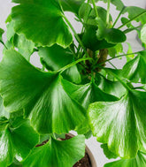 Ginkgo