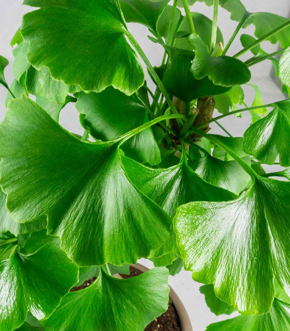 Ginkgo