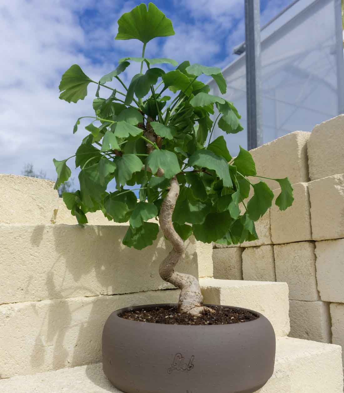 Ginkgo
