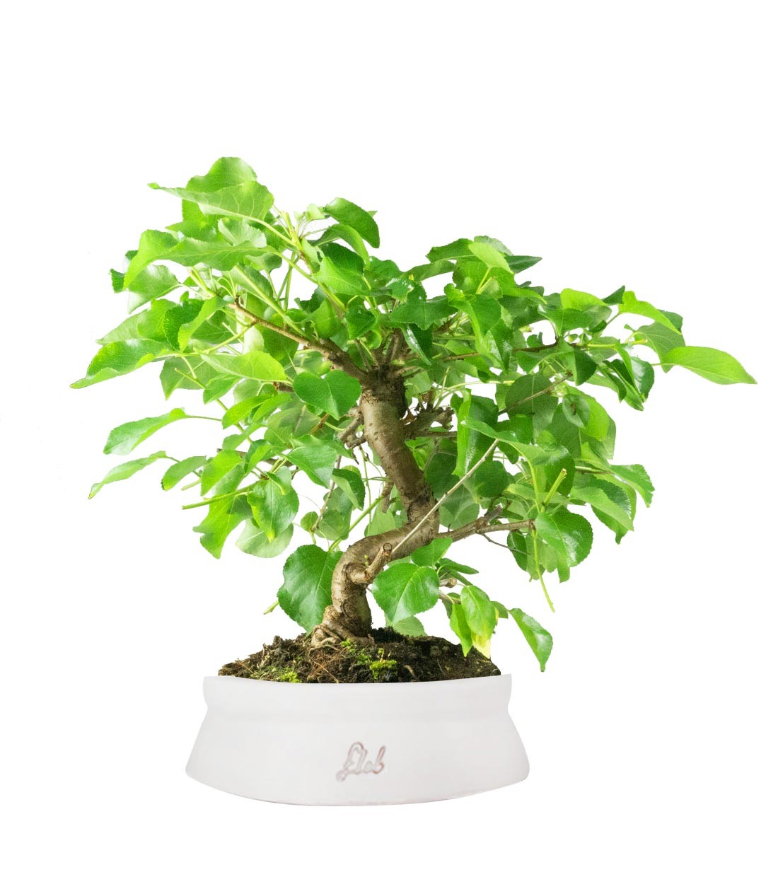 Prunus mahaleb