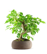 Prunus mahaleb