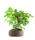 Prunus mahaleb
