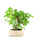 Prunus mahaleb