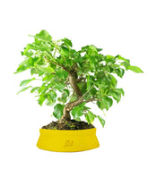 Prunus mahaleb