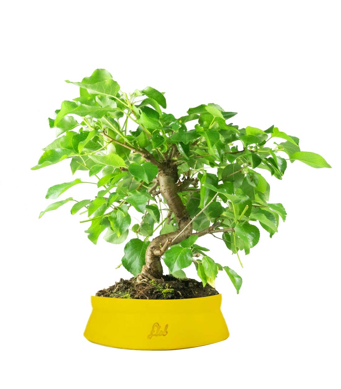 Prunus mahaleb