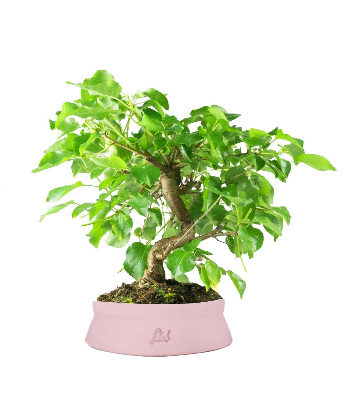 Prunus mahaleb
