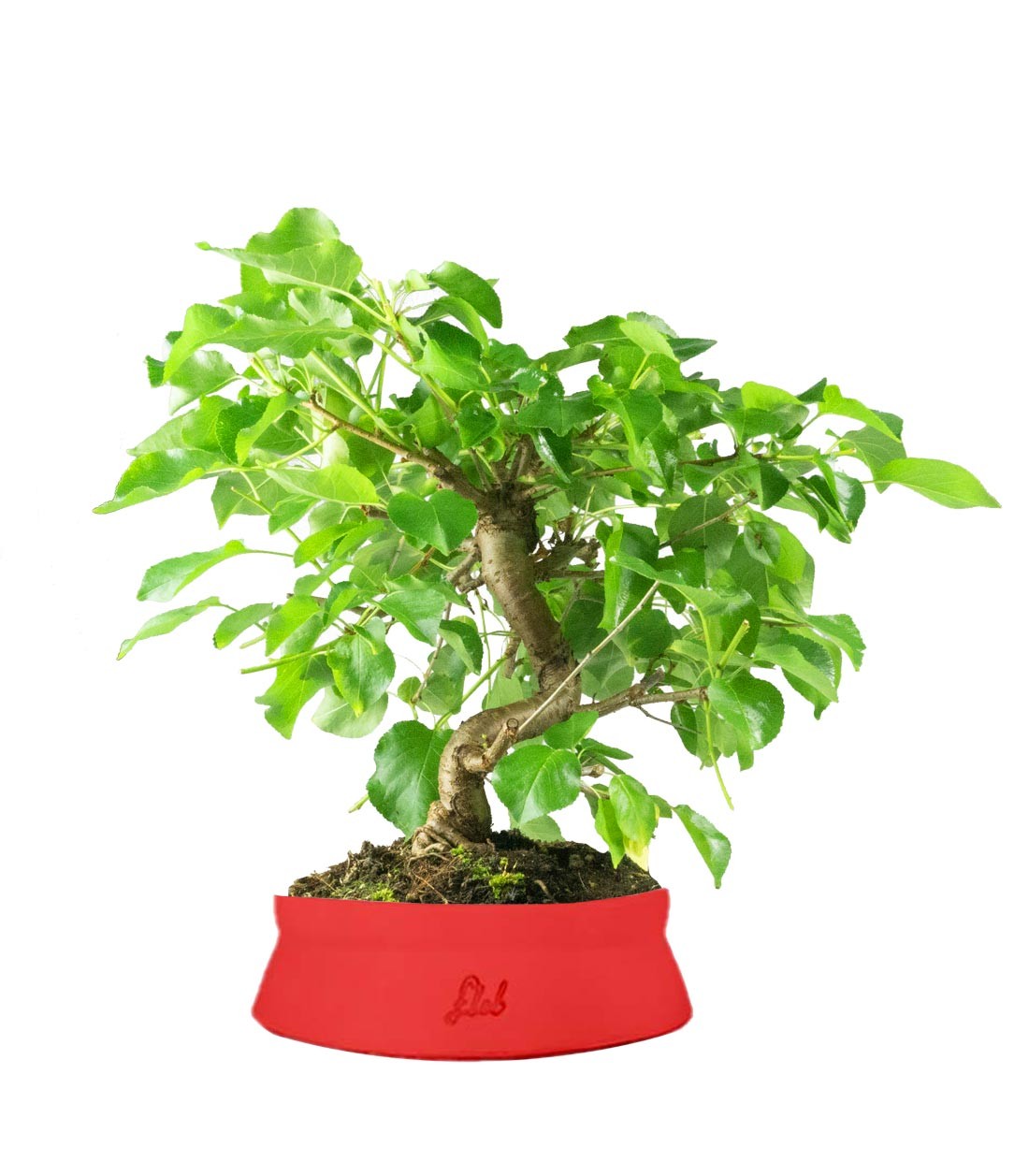 Prunus mahaleb