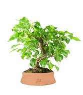 Prunus mahaleb