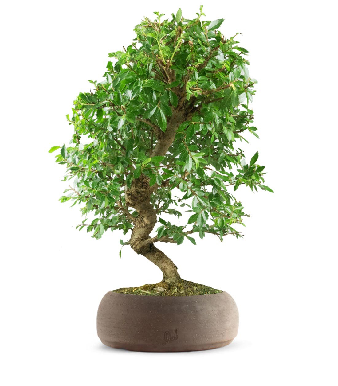 Zelkova bonsai 12 anni