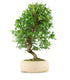 Zelkova bonsai 12 anni