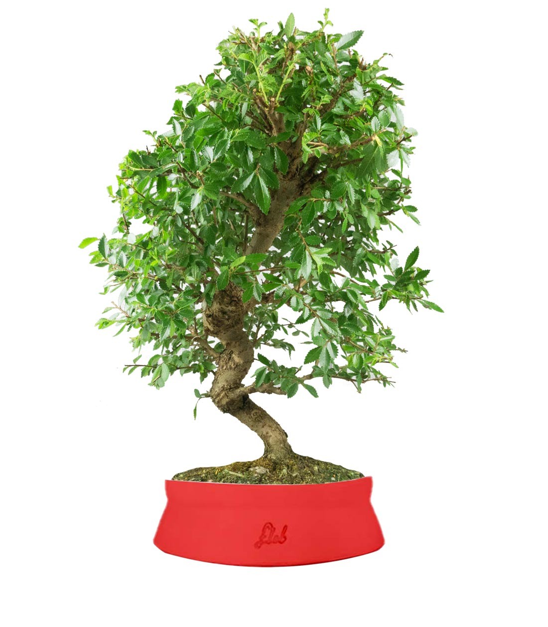 Zelkova bonsai 12 anni