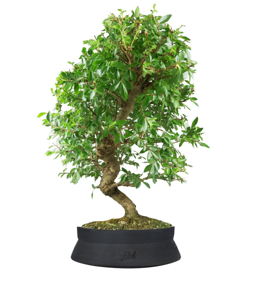 Zelkova bonsai 12 anni
