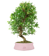 Zelkova bonsai 12 anni