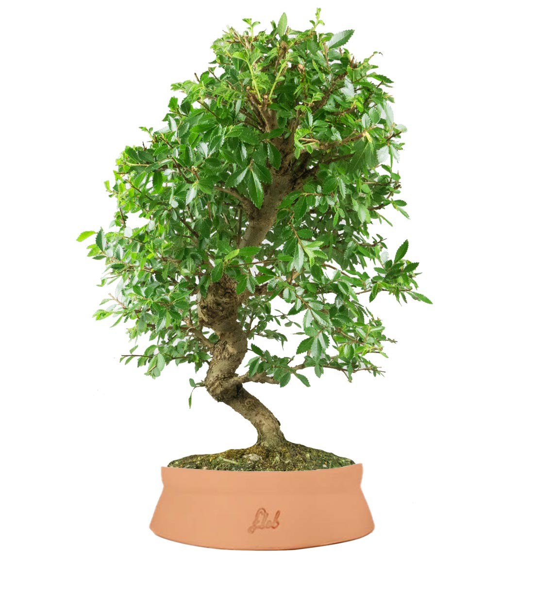 Zelkova bonsai 12 anni