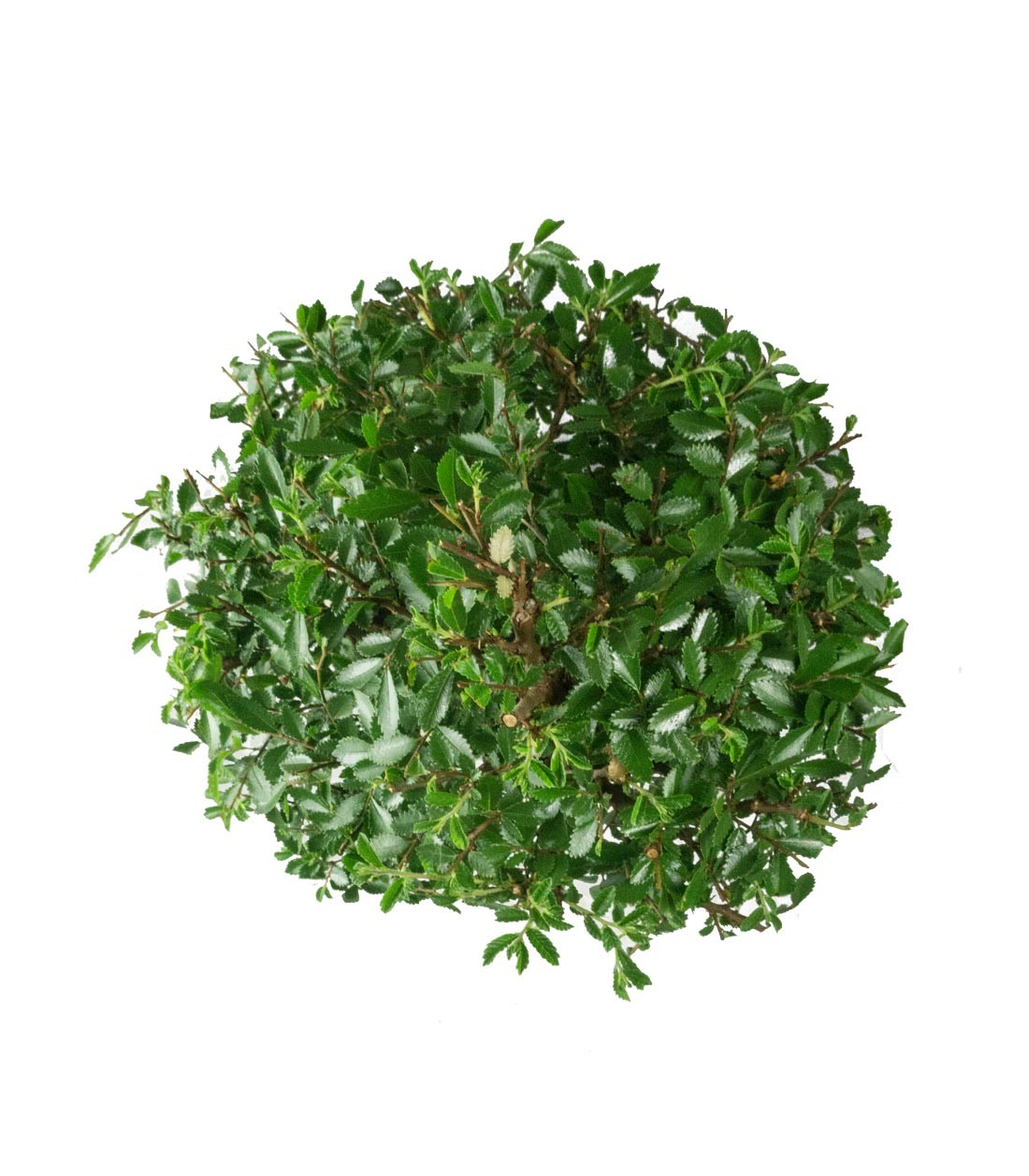 Zelkova bonsai 12 anni