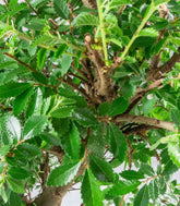 Zelkova bonsai 12 anni