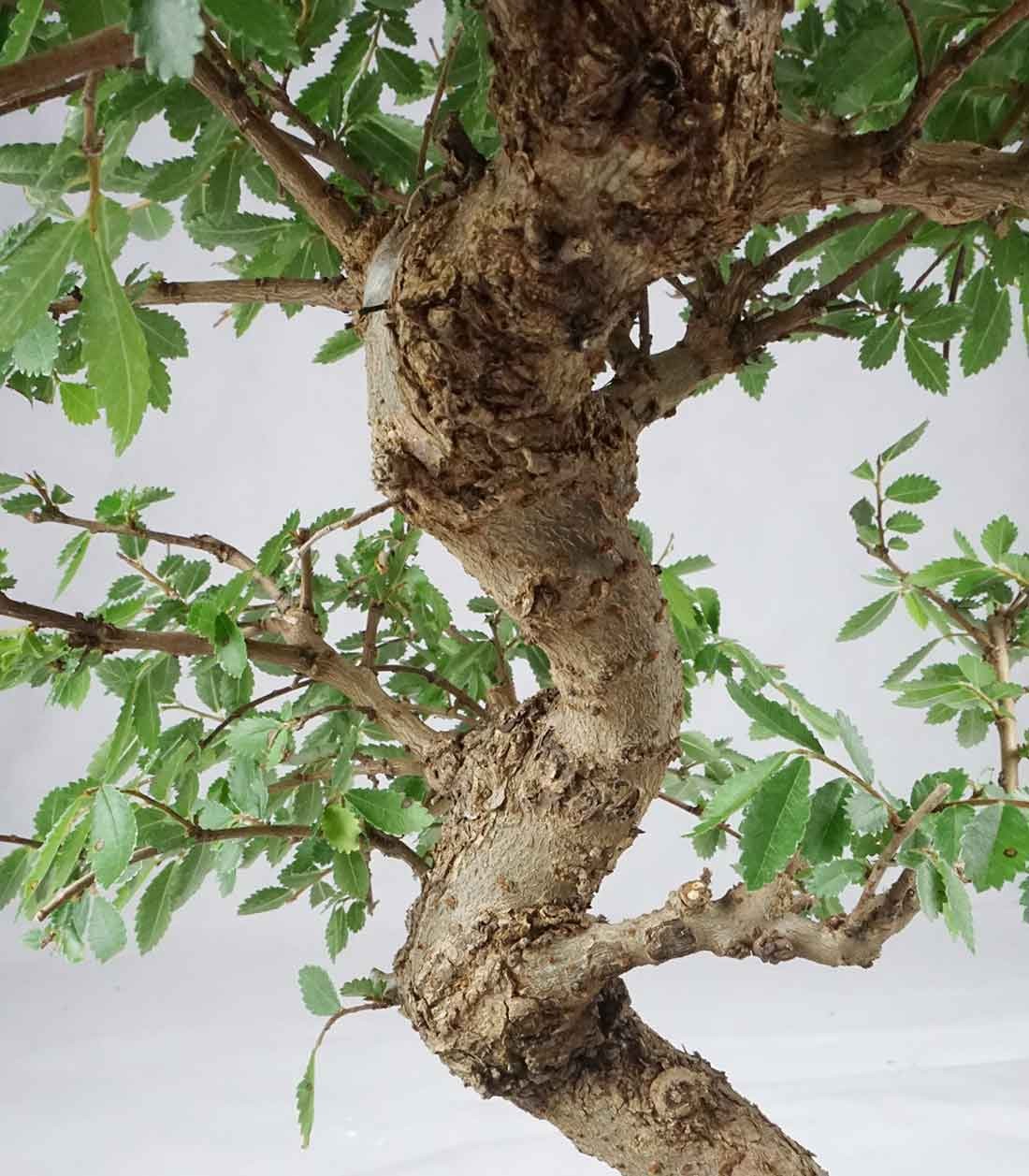 Zelkova bonsai 12 anni
