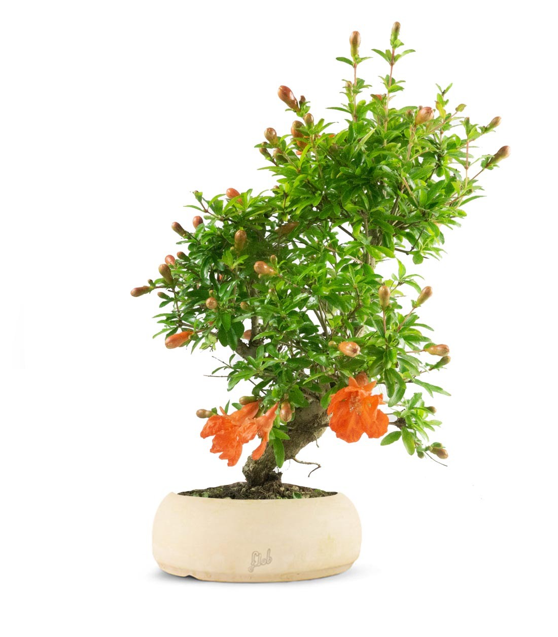 Punica Granatum | Melograno nano bonsai 9 anni