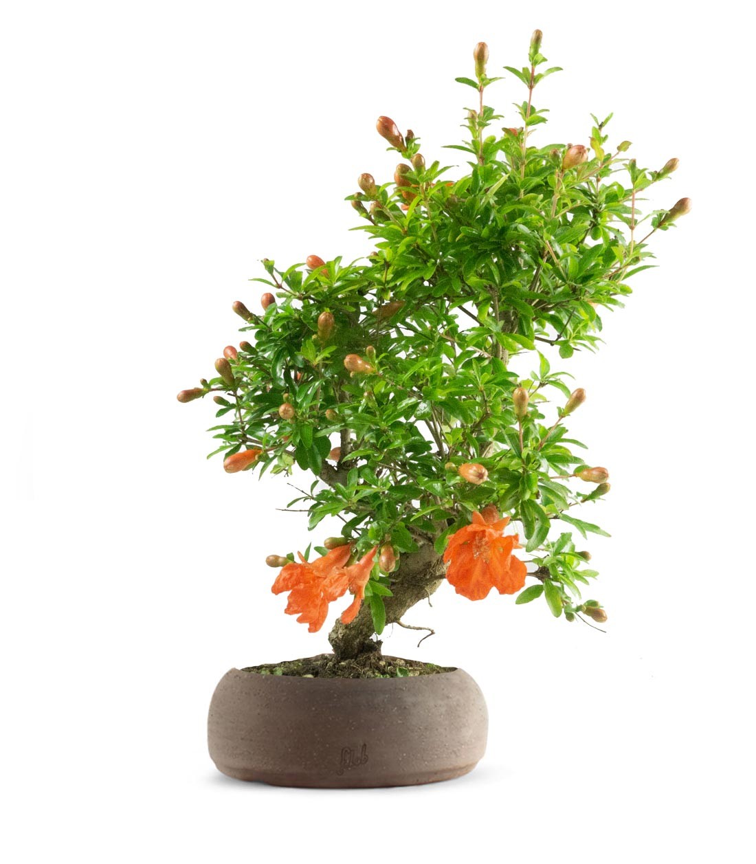 Punica Granatum | Melograno nano bonsai 9 anni