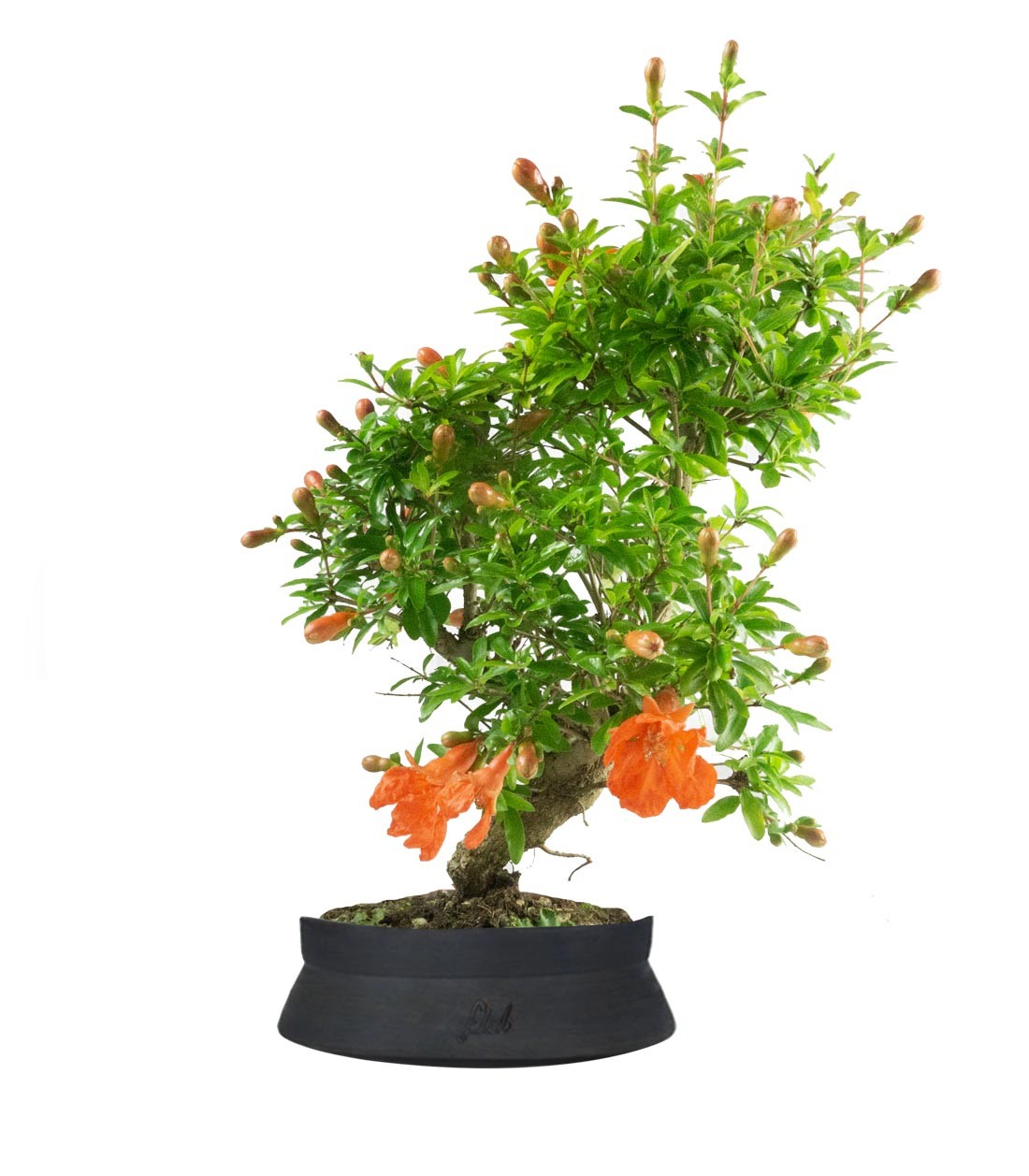 Punica Granatum | Melograno nano bonsai 9 anni