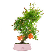 Punica Granatum | Melograno nano bonsai 9 anni