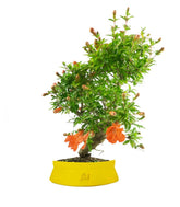 Punica Granatum | Melograno nano bonsai 9 anni