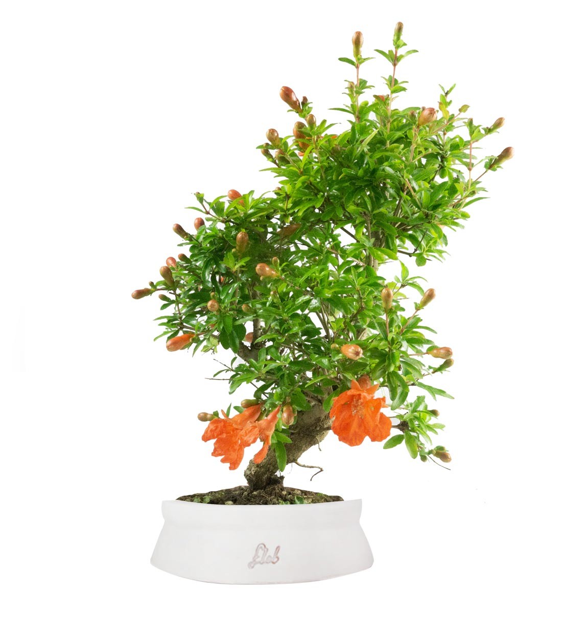 Punica Granatum | Melograno nano bonsai 9 anni