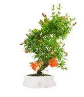 Punica Granatum | Melograno nano bonsai 9 anni