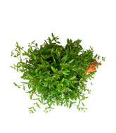 Punica Granatum | Melograno nano bonsai 9 anni