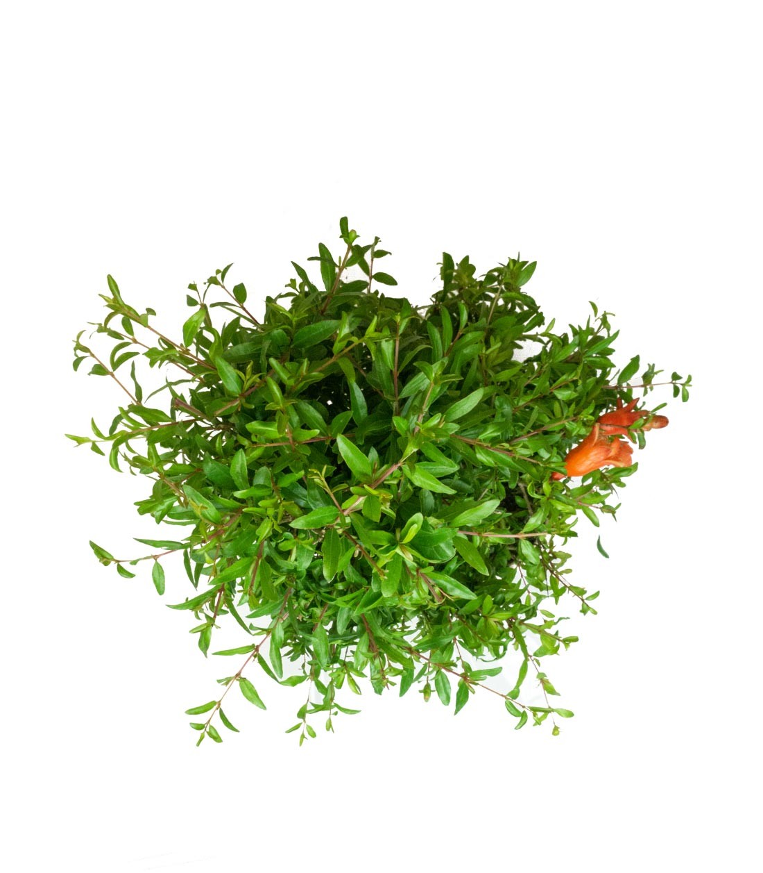 Punica Granatum | Melograno nano bonsai 9 anni