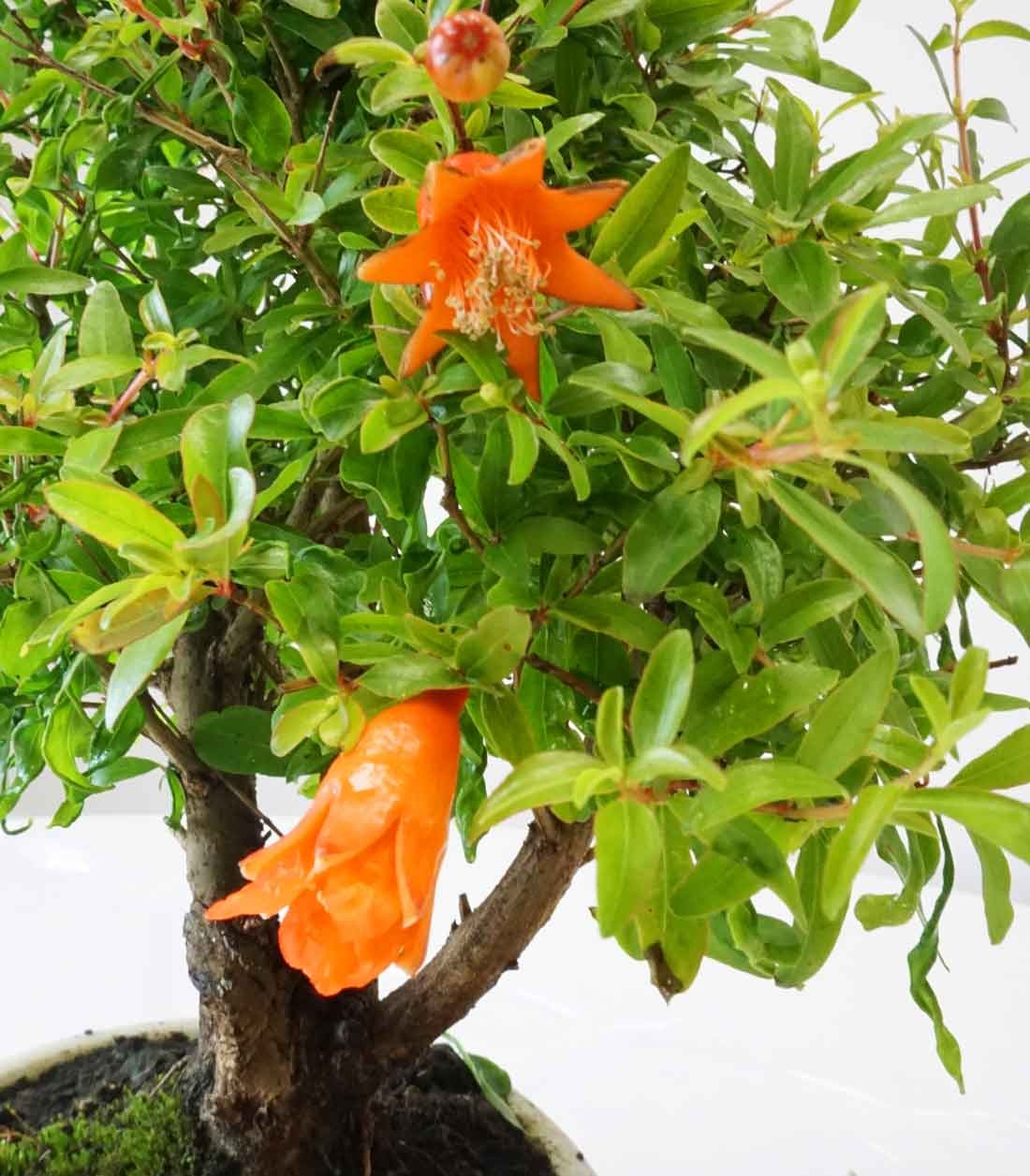 Punica Granatum | Melograno nano bonsai 9 anni