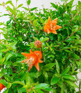 Punica Granatum | Melograno nano bonsai 9 anni