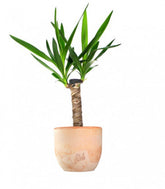 Tronchetto della Felicità | Dracena