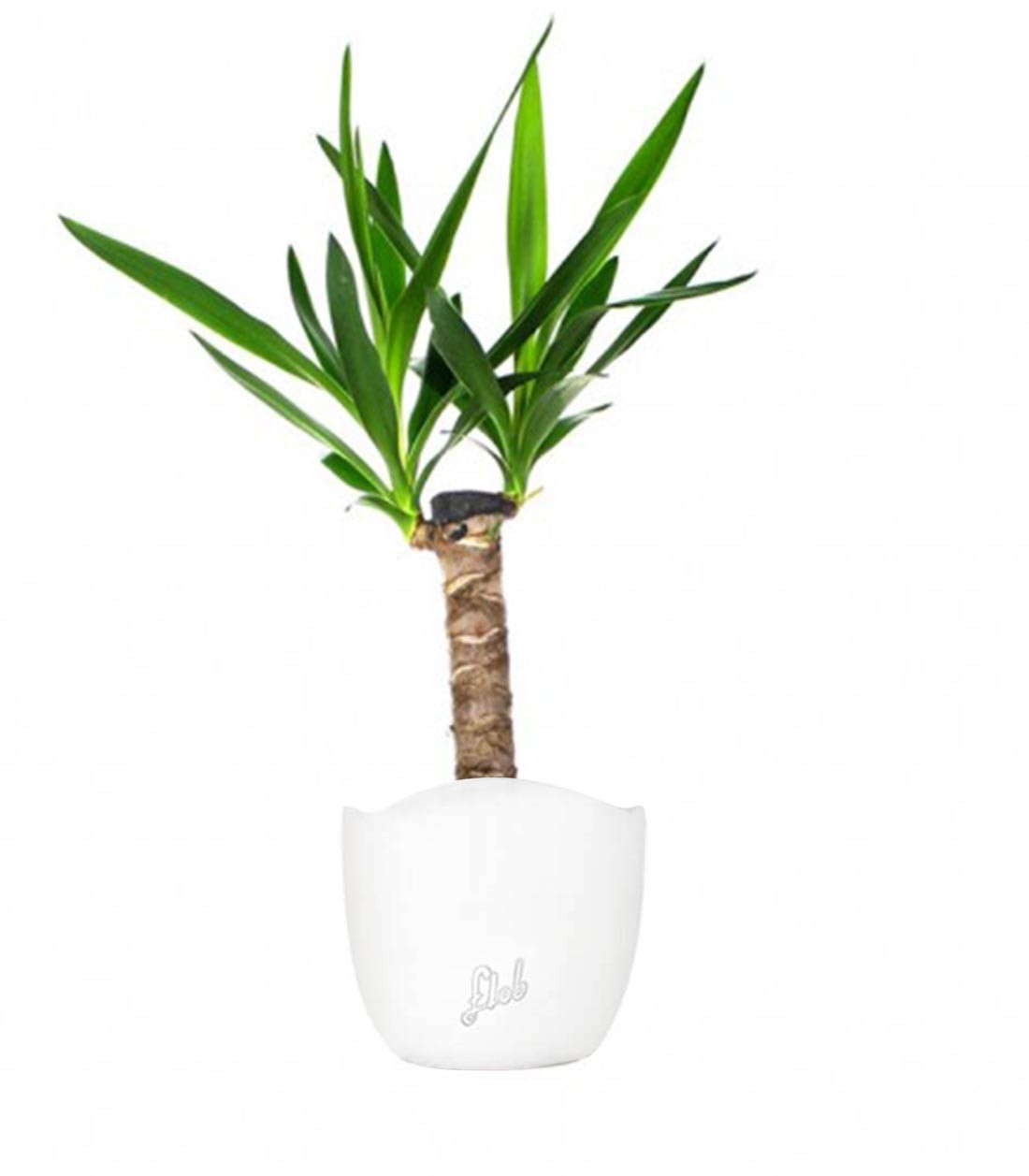 Tronchetto della Felicità | Dracena