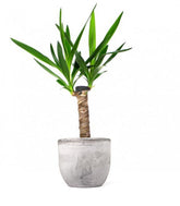 Tronchetto della Felicità | Dracena