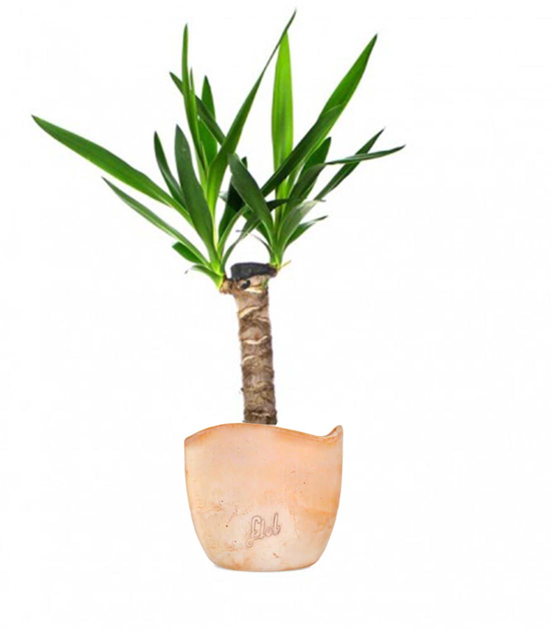 Tronchetto della Felicità | Dracena