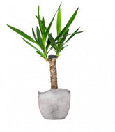 Tronchetto della Felicità | Dracena