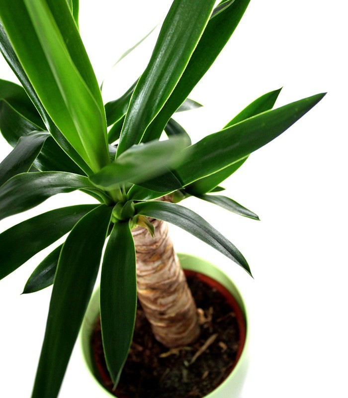 Tronchetto della Felicità | Dracena