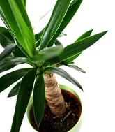 Tronchetto della Felicità | Dracena