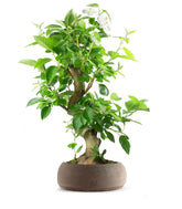 Melo bonsai 