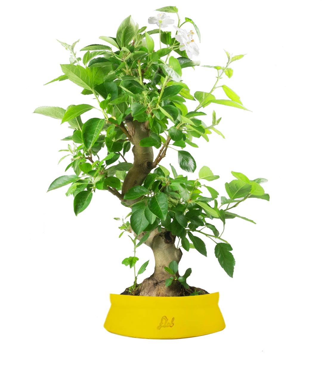 Melo bonsai 