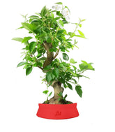 Melo bonsai 
