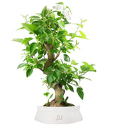 Melo bonsai 