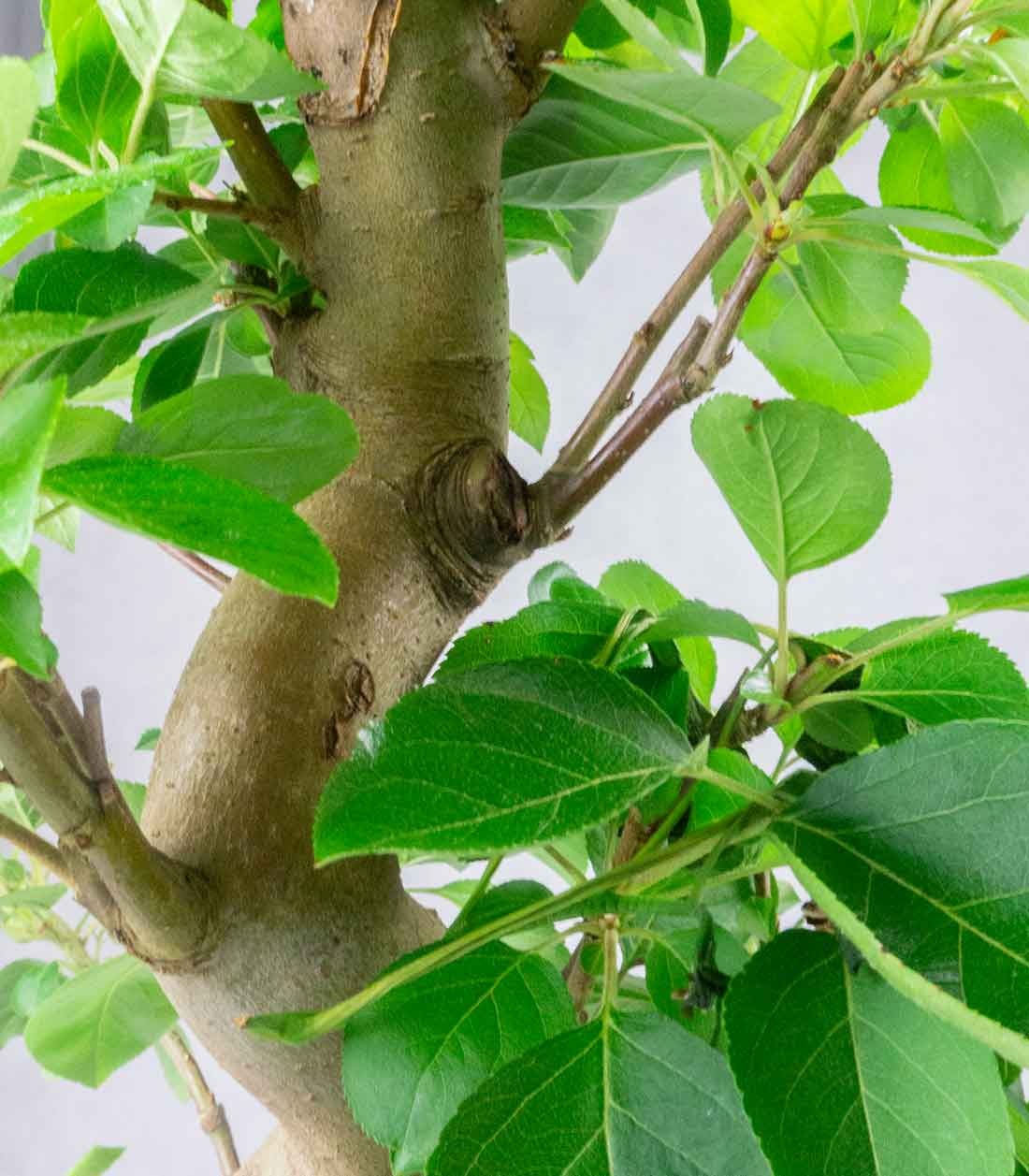 Melo bonsai 
